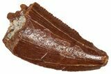 Serrated Raptor Tooth - Real Dinosaur Tooth #371472-1